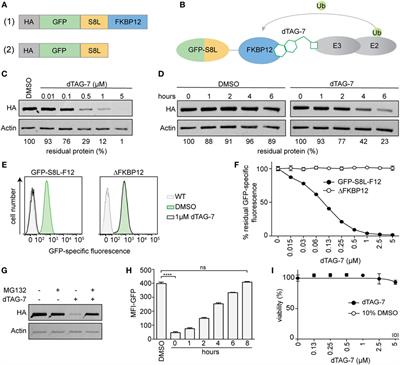 Acute Pharmacologic Degradation of a Stable Antigen Enhances Its Direct Presentation on MHC Class I Molecules
